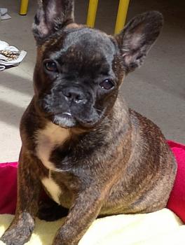 Tutty, French bulldog