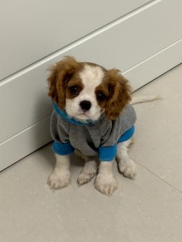 Theodoro, Cavalier King Charles Spaniel