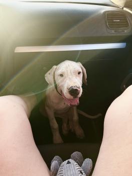 hadès, Dogo argentino