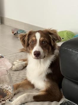 Naya, Australian Shepherd Dog