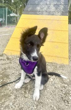 Loa, Border Collie