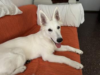 Freya, White swiss Shepherd Dog