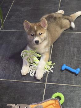 MOKO, Akita Inu