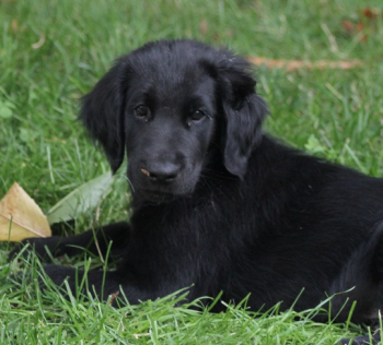 Ethan, Flat-Coated Retriever