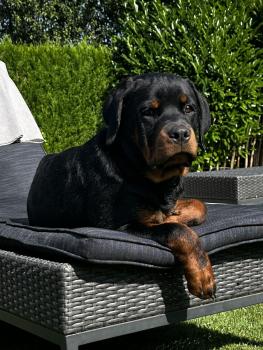 Ulan, Rottweiler