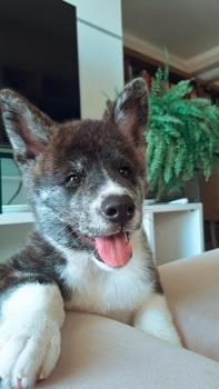 Nyara, Akita Inu