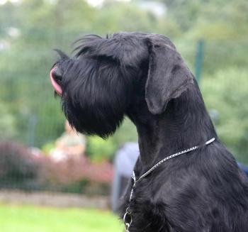 XARO, Schnauzer Géant