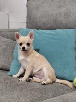 Horus, Chihuahua