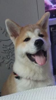 Takeshi Ragnar, Akita Inu