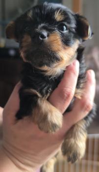 Bébé Yorkshire, Yorkshire Terrier