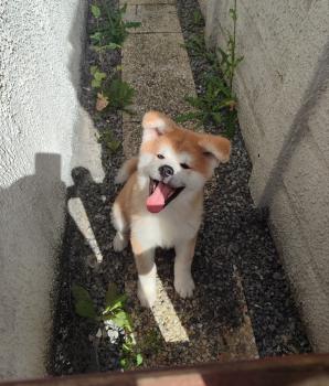 Kuma, Akita Inu