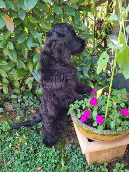 Sirius Black, Englischer Cocker Spaniel