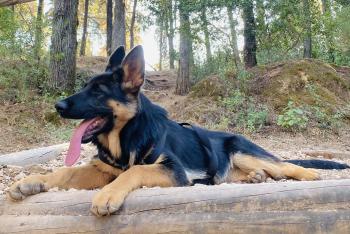 Shiva, German Shepherd Dog