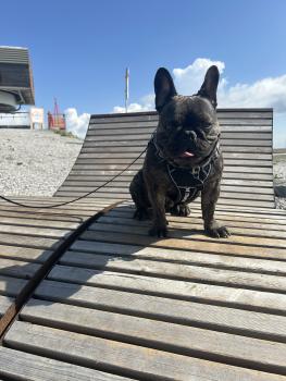 Charlie, French bulldog