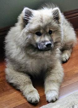 Mocha Zola, Eurasier