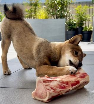 Muzi, Shiba Inu Japonés