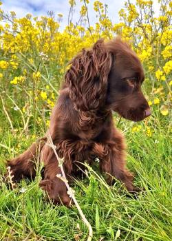 Lola, Cocker spaniel inglese