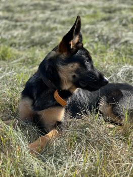 Charlie, Deutscher Schäferhund