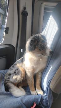 Yolis, Australian Shepherd Dog