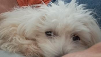 Vinci, Bichon Maltais