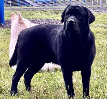 Otto, Labrador Retriever