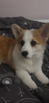 Suki, Welsh Corgi (Pembroke)