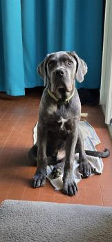 Vénom, Cane Corso