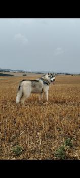 Izar, Siberian Husky