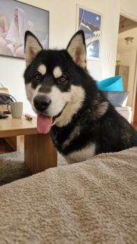 UNGA, Malamute