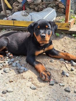 Hanna, Rottweiler