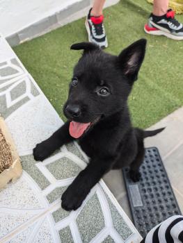 Kara, Perro Pastor Alemán