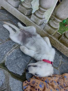 Luna, Golden Retriever