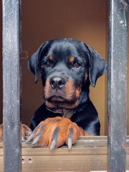 Niro, Rottweiler