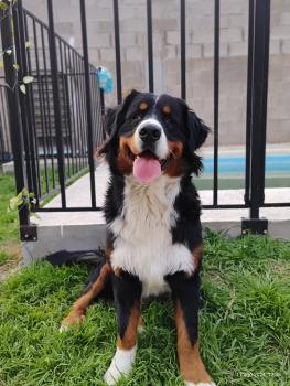 Apolo, Bernese Cattle Dogs