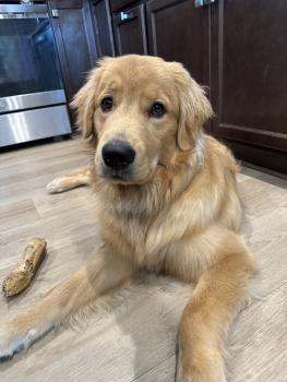 Loki, Golden Retriever