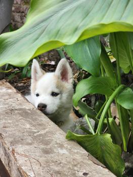 Baldur, Siberian Husky