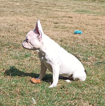 MAYA, Französische Bulldogge