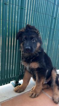 Kian, Berger Allemand