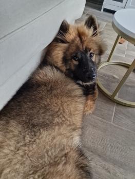 Ulko, Eurasier