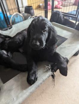 Valko Moonfriend, Flat-Coated Retriever