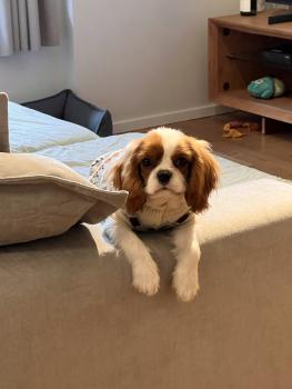 Frodo, Cavalier King Charles spaniel