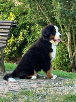 Amy, Bernese Cattle Dogs