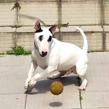 Romeu, Bullterrier