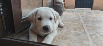 Rene, Labrador Retriever