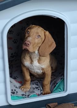 Leia, Hungarian Short Haired Pointer