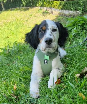 Spot, English Setter