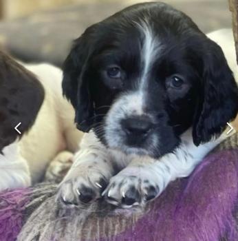 Luna, Springer Spaniel Inglese