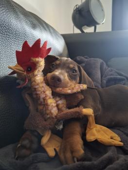 Velcro, Dachshund