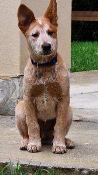 Yoghi, Australian Cattle Dog