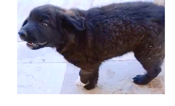 Mourgos, Yugoslavian Shepherd Dog